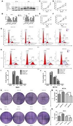 KDM5c Promotes Colon Cancer Cell Proliferation Through the FBXW7-c-Jun Regulatory Axis